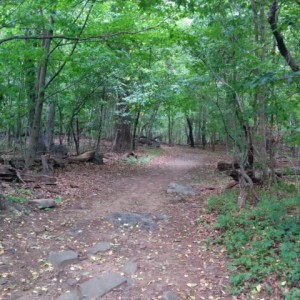 Woods at Palisades park.